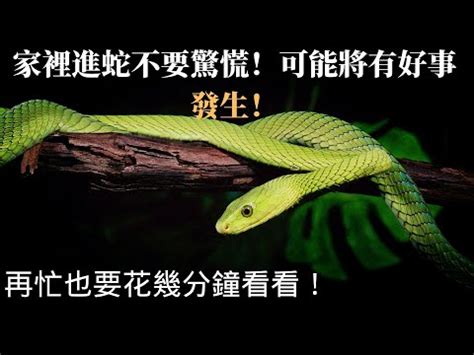 蛇 靈性|【看見蛇代表什麼】看見蛇代表什麼？民俗專家揭露傳統文化中的。